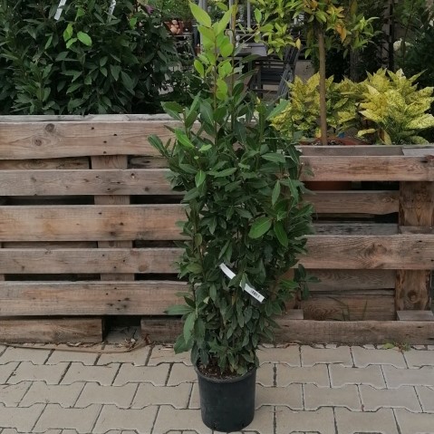 Vavřín vznešený květináč 3 litry, výška 80/100, keř-0