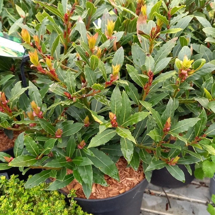 Bylinky - Vavřín vznešený 'Little Ragu® Sweet Bay' výška 30/40cm, květináč 4,5 litru