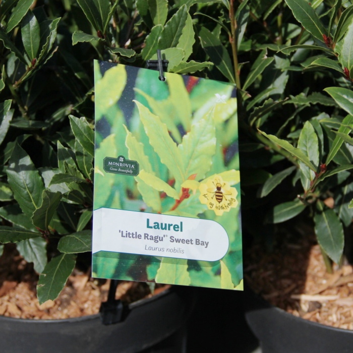 Vavřín vznešený 'Little Ragu® Sweet Bay' výška 30/40cm, květináč 4,5 litru-0