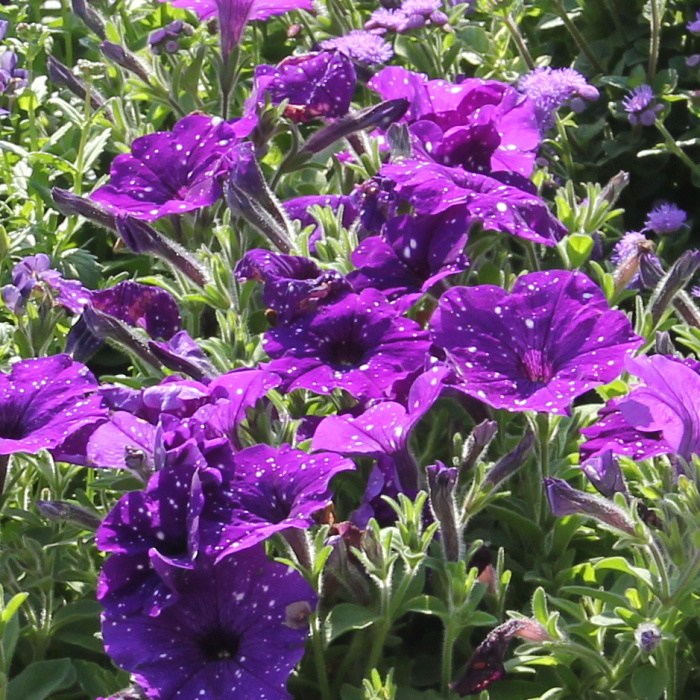 Večerní nebe Lechuza Stone-0