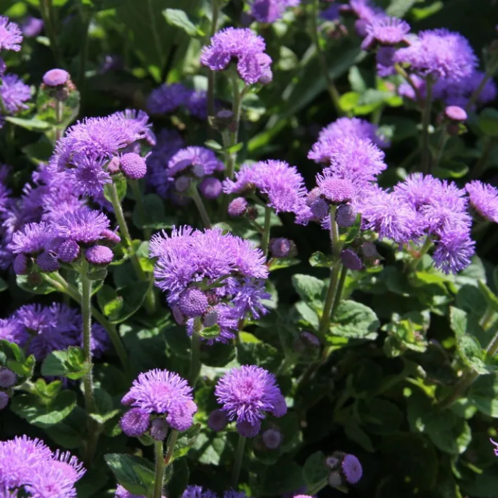 Večerní nebe Lechuza Stone-4