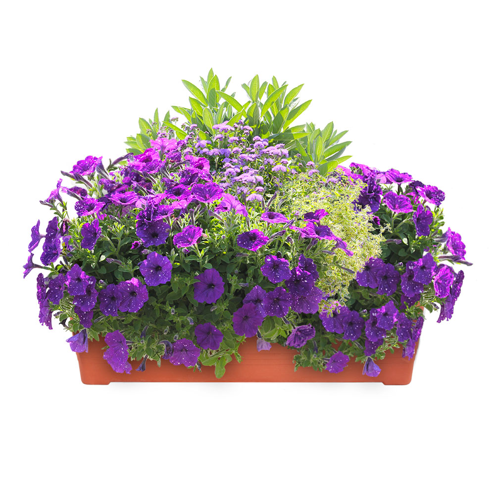 Květinové truhlíky - Večerní nebe