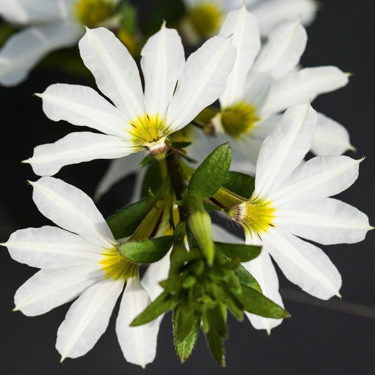 Převislé balkonové květiny - Vějířovka bílá 4ks 11cm