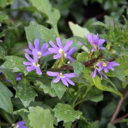 Převislé balkonové květiny - Vějířovka modrá 4ks 11cm