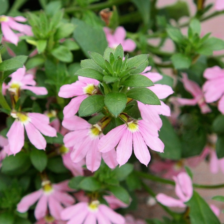 Převislé balkonové květiny - Vějířovka růžová 4ks 11cm