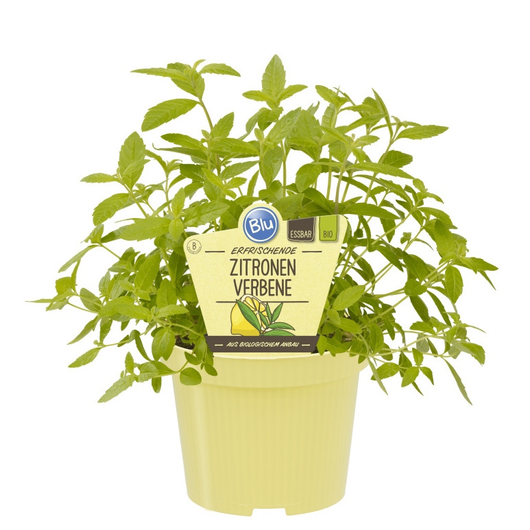 Bylinky - Verbena citronová BIO květináč 12cm