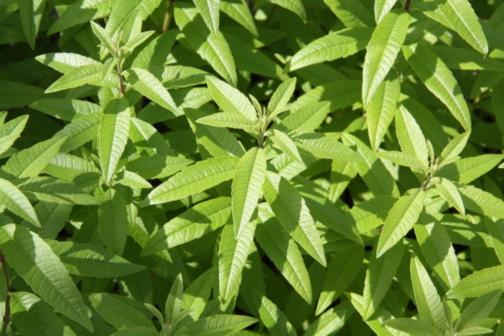 Verbena citronová BIO květináč 12cm-0