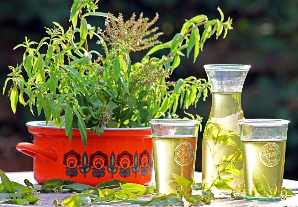 Verbena citronová BIO květináč 12cm-2