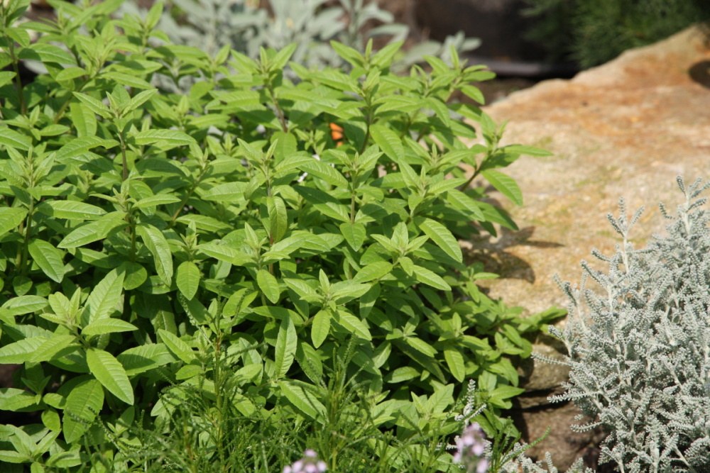 Verbena citronová BIO květináč 12cm-3