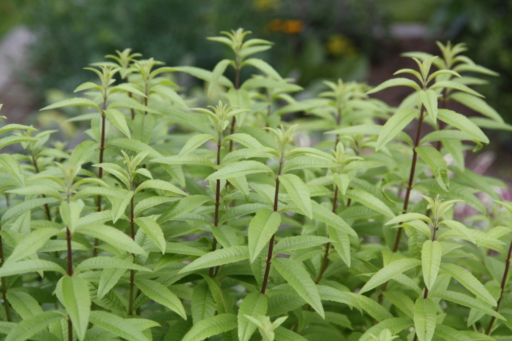 Verbena citronová BIO květináč 12cm-4