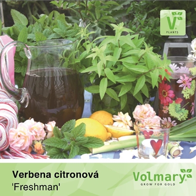 Bylinky - Verbena citrónová 'Freshman' 12cm