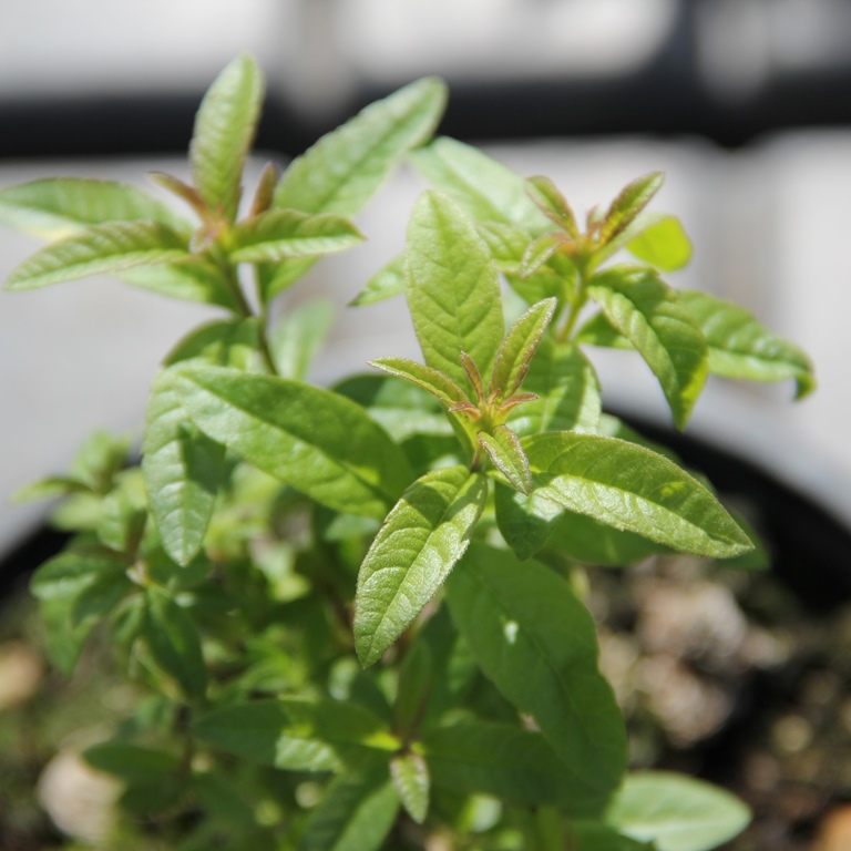 Bylinky - Verbena citronová květináč 14cm