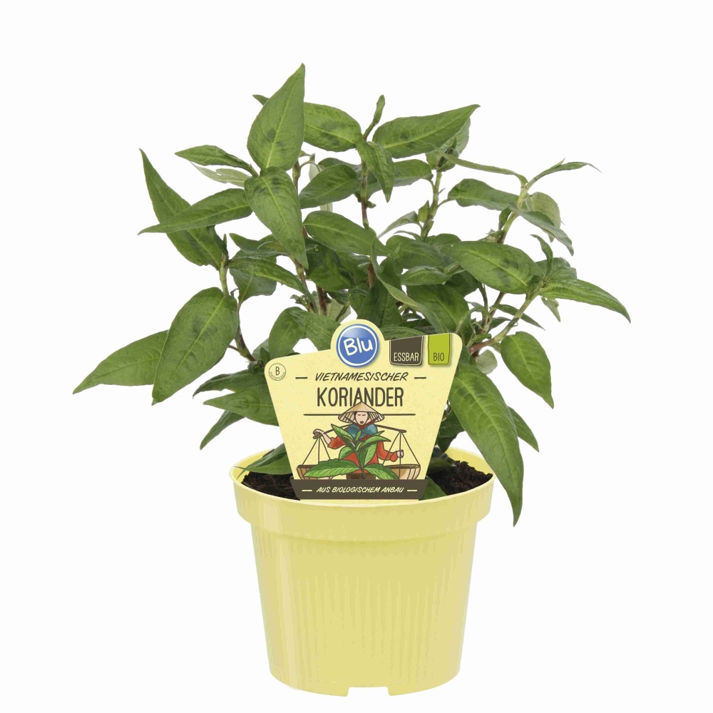 Bylinky - Vietnamský koriandr BIO květináč 12cm