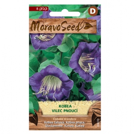 Osivo letniček - Vilec (Cobea) pnoucí (MS)