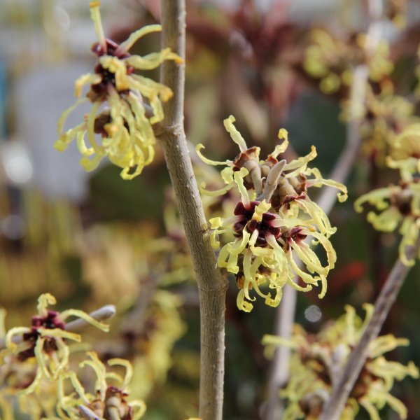Keře okrasné květem - Vilín měkký Pallida výška 50/60cm, květináč 4 litry