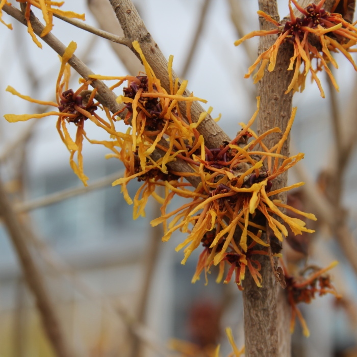 Vilín měkký Pallida výška 50/60cm, květináč 4 litry-0