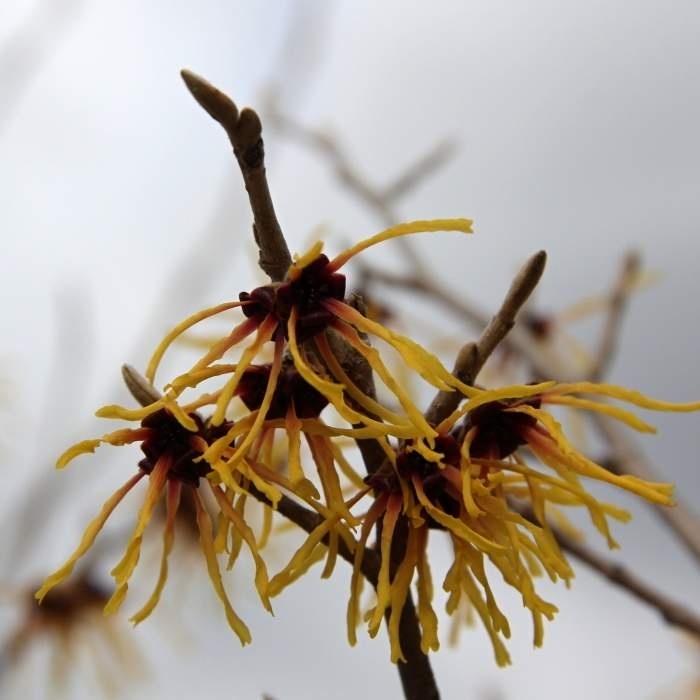 Listnaté stromky a stromy - Vilín prostřední 'Arnold Promise' kmínek 80cm, květináč 7,5 litru