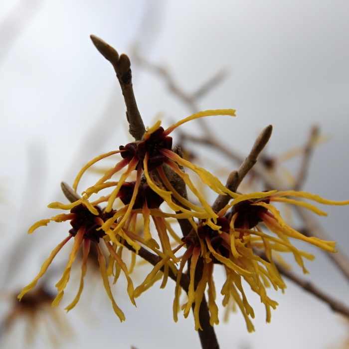 Vilín prostřední 'Arnold Promise' květináč 4 litry, výška 50/60cm, keř-0