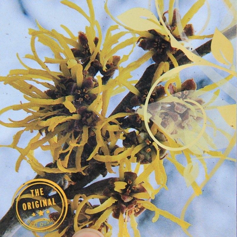 Keře okrasné květem - Vilín prostřední Arnold Promise květináč 6 litrů, výška 50/60cm, keř