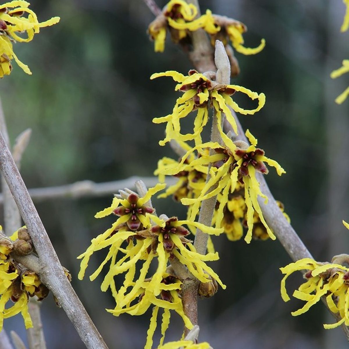 Keře okrasné květem - Vilín prostřední Arnold Promise výška 100/125cm, květináč 16,5 litru