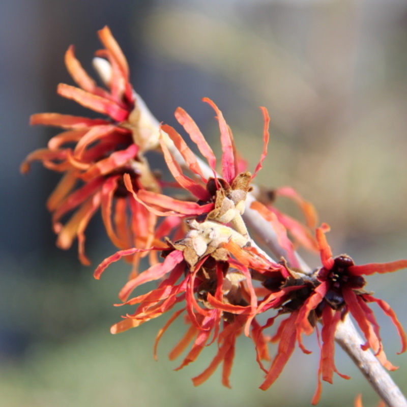 Keře okrasné květem - Vilín prostřední Diane výška 60/80cm