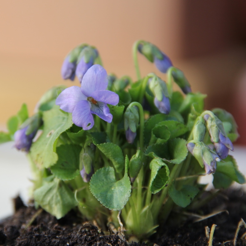 Skalničky - Viola odorata 'Königin Charlotte' K9