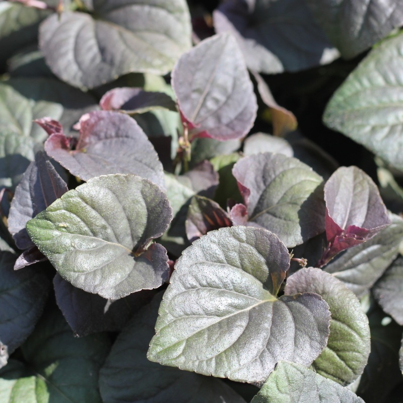 Skalničky - Violka 9cm