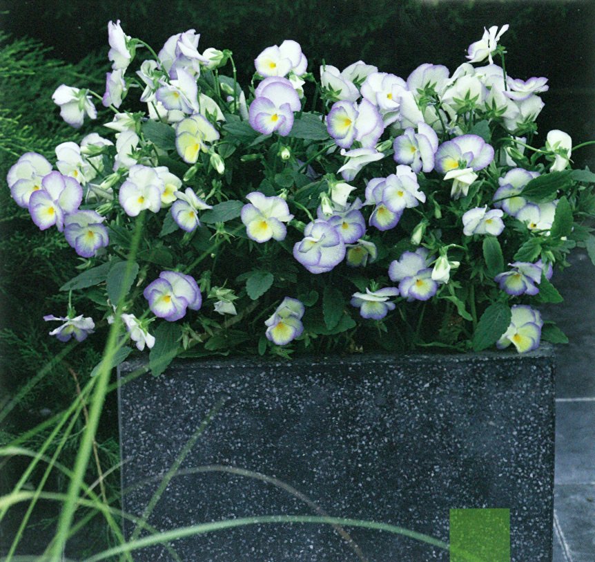 Violka rohatá 'Etain' 9cm-1