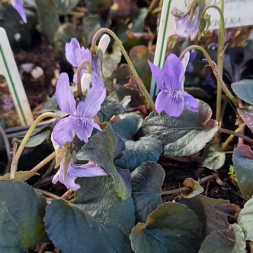 Skalničky - Violka růžkatá Purpurea květináč 9cm