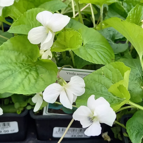 Skalničky - Violka vonná 'Albiflora' 9cm