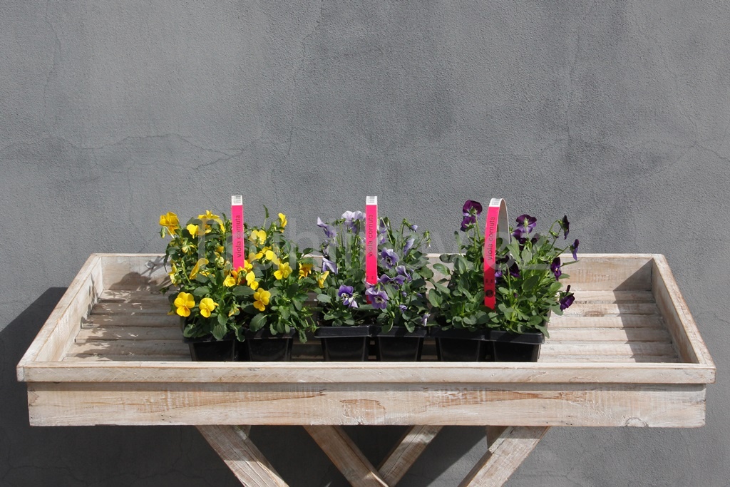 Violka zahradní 10pack-0