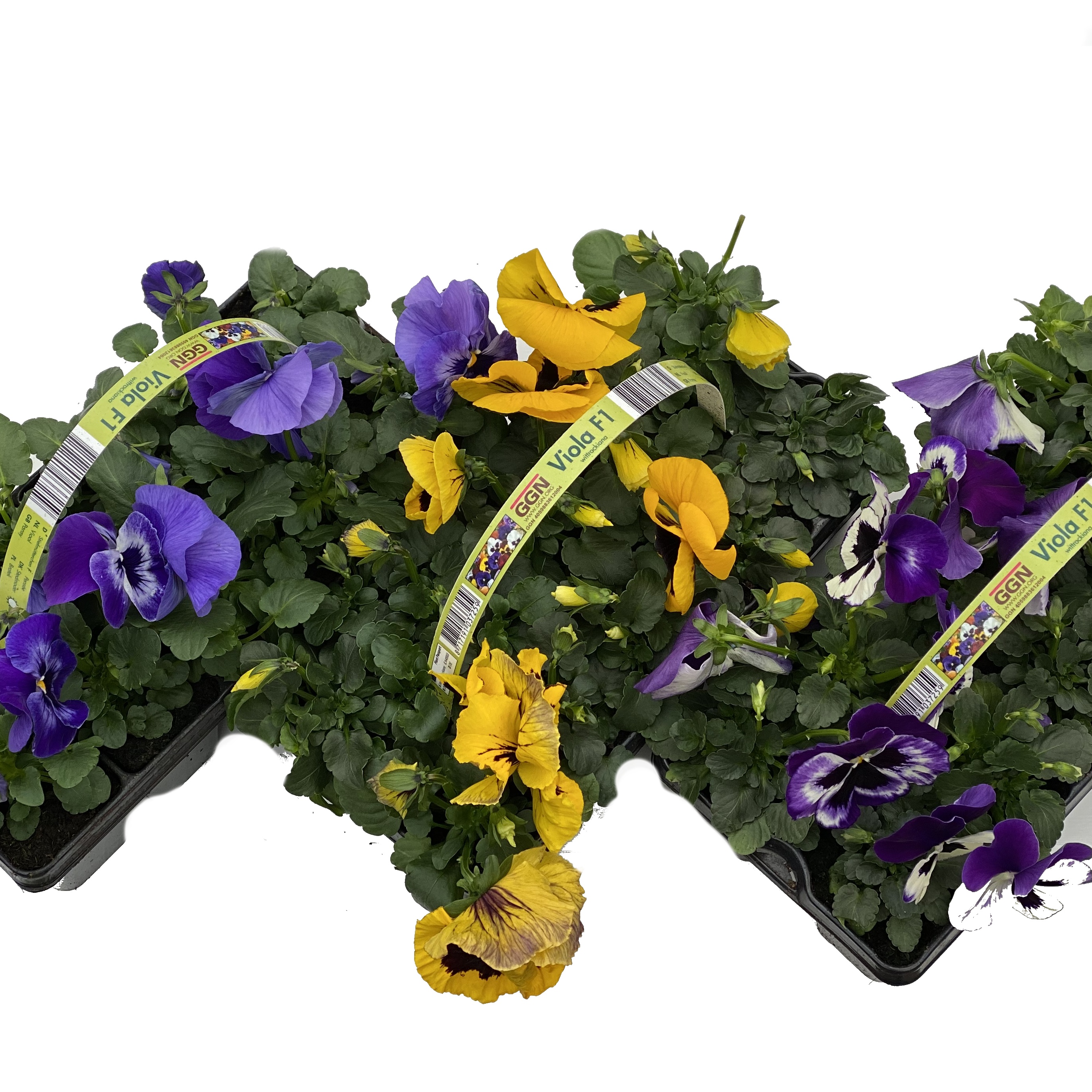 Violka zahradní 10pack-3