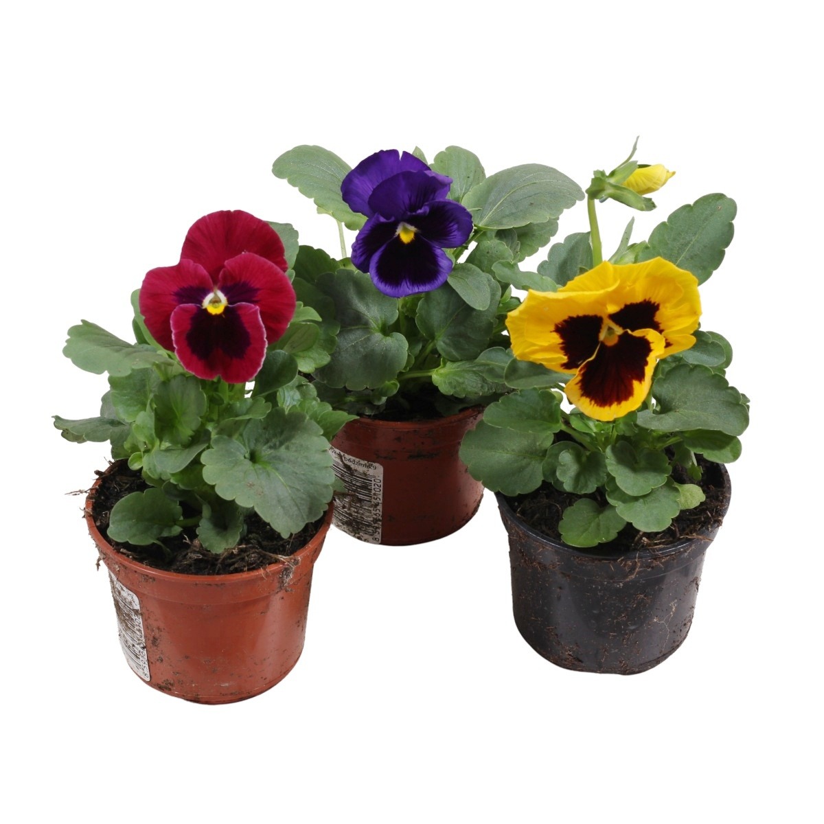 Nádobové květiny - Violka zahradní, maceška 9cm mix