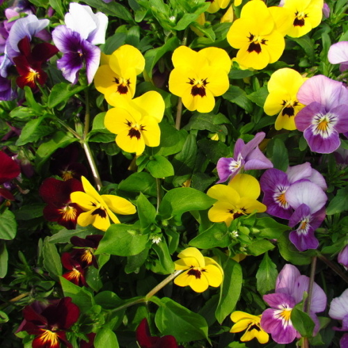 Nádobové květiny - Violka zahradní, maceška mix  13cm