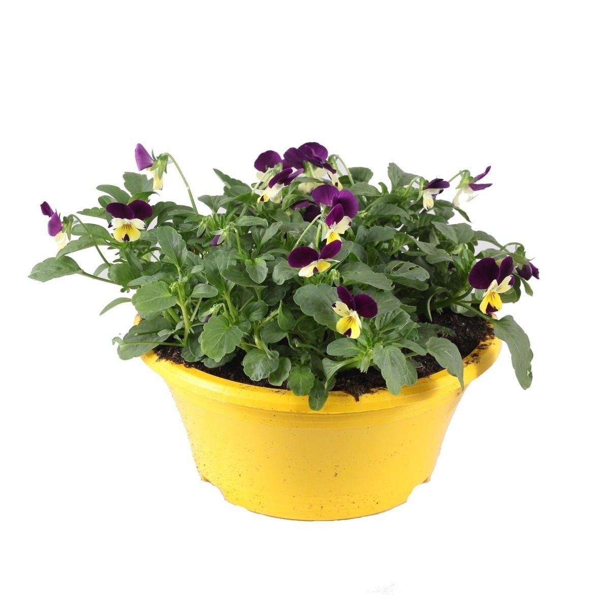 Nádobové květiny - Violka zahradní, maceška mix, miska 21cm