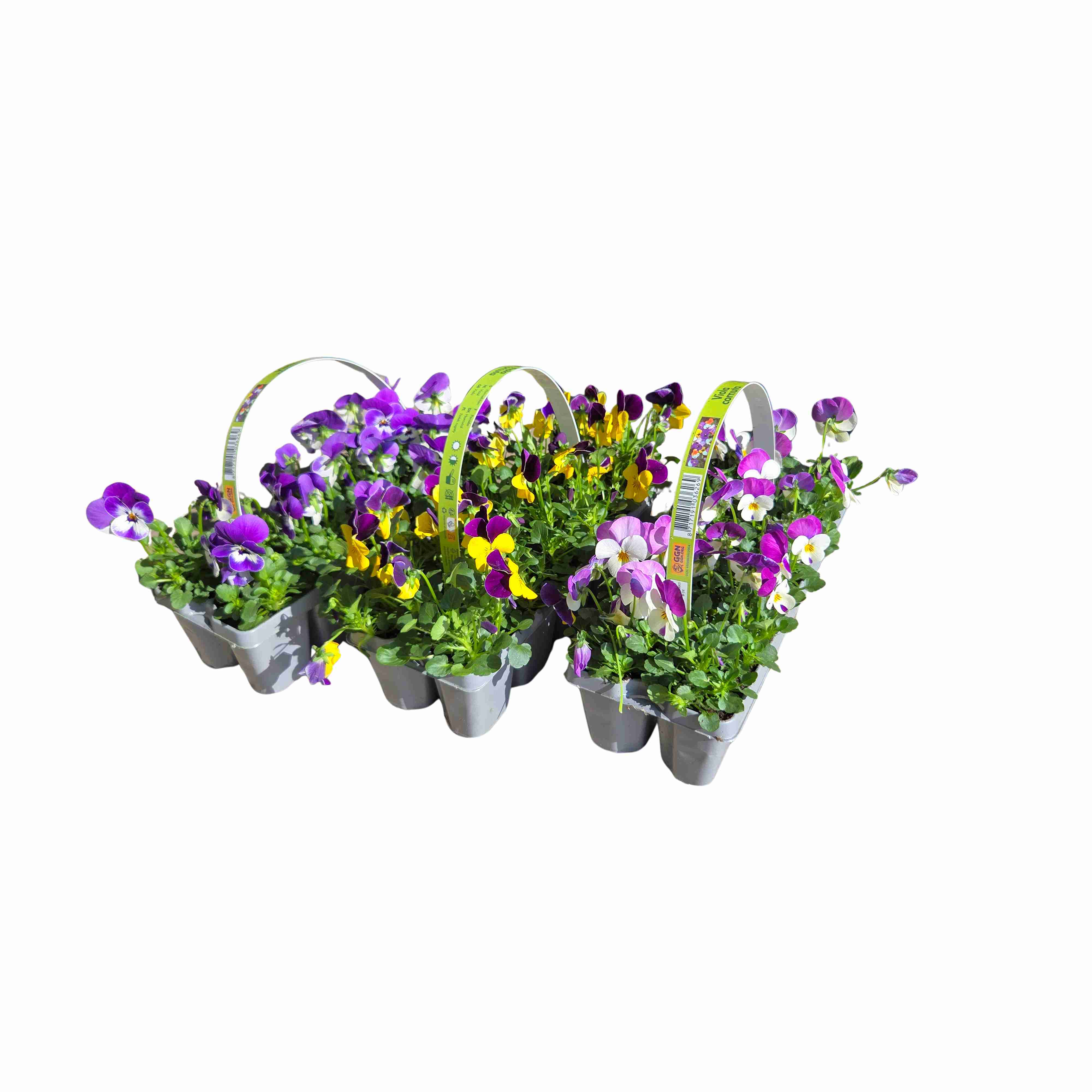 Violka zahradní mix 10pack-0