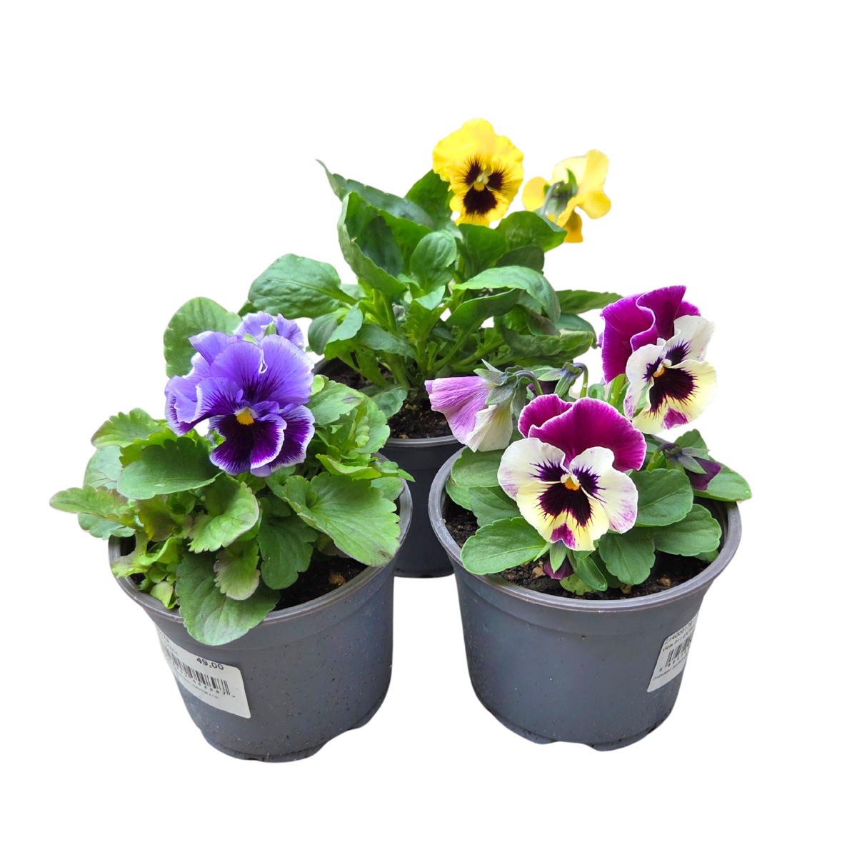 Nádobové květiny - Violka zahradní mix, květináč 11cm