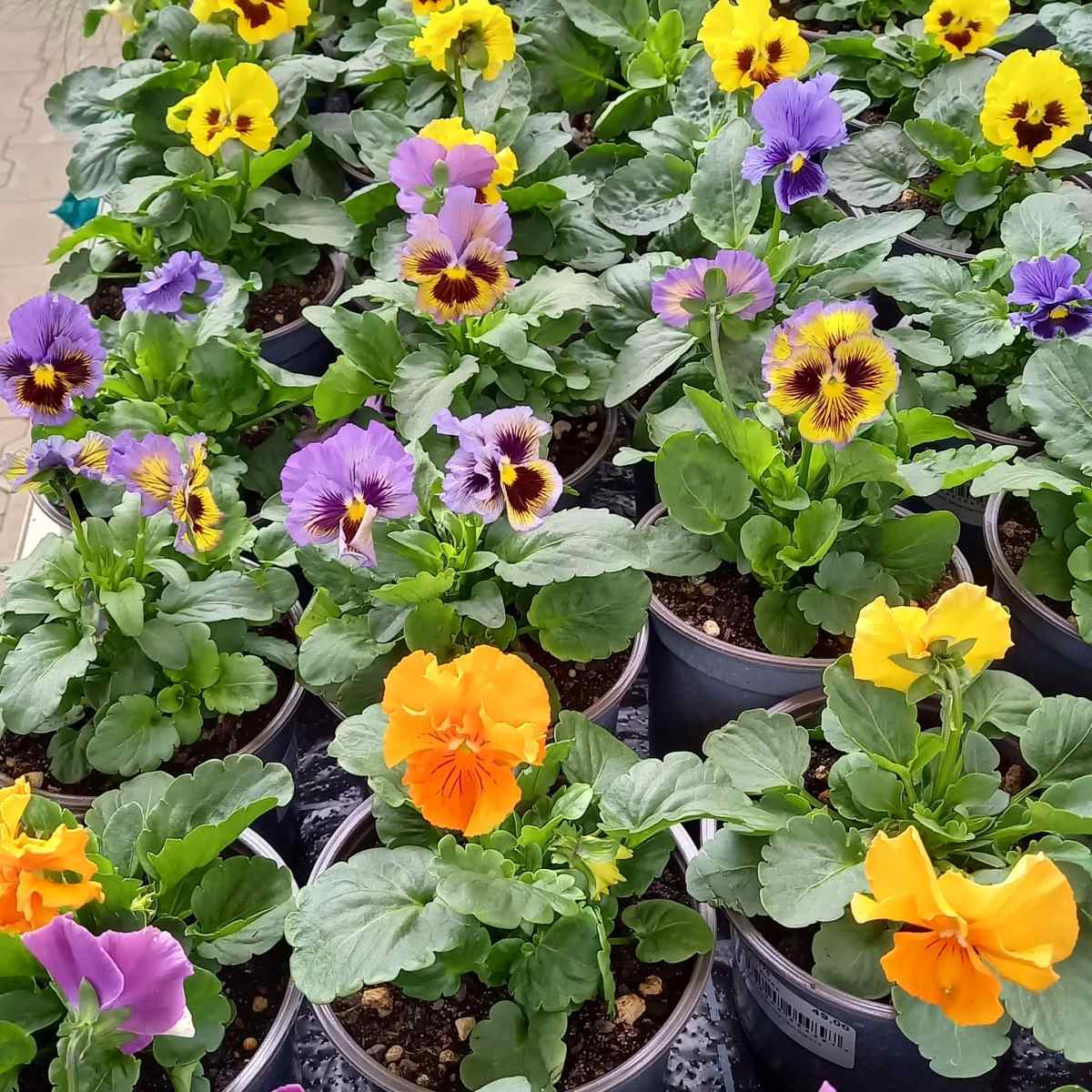 Violka zahradní mix, květináč 11cm-0