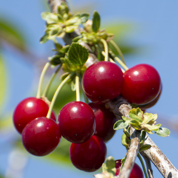 Višně - Višeň 'Achat' květináč 9 litrů, zákrsek, SAMOSPRAŠNÁ
