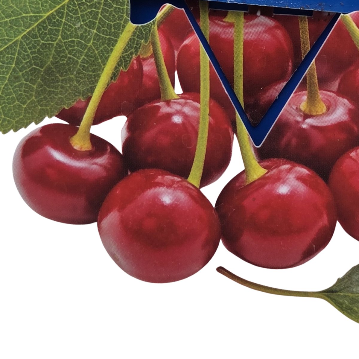 Višně - Višeň Carmine Jewel květináč 1,6 litru, samosprašná