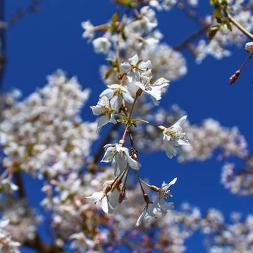 Listnaté stromky a stromy - Višeň chlooupkatá 'Pendula' obvod 12/14, 70 litrů