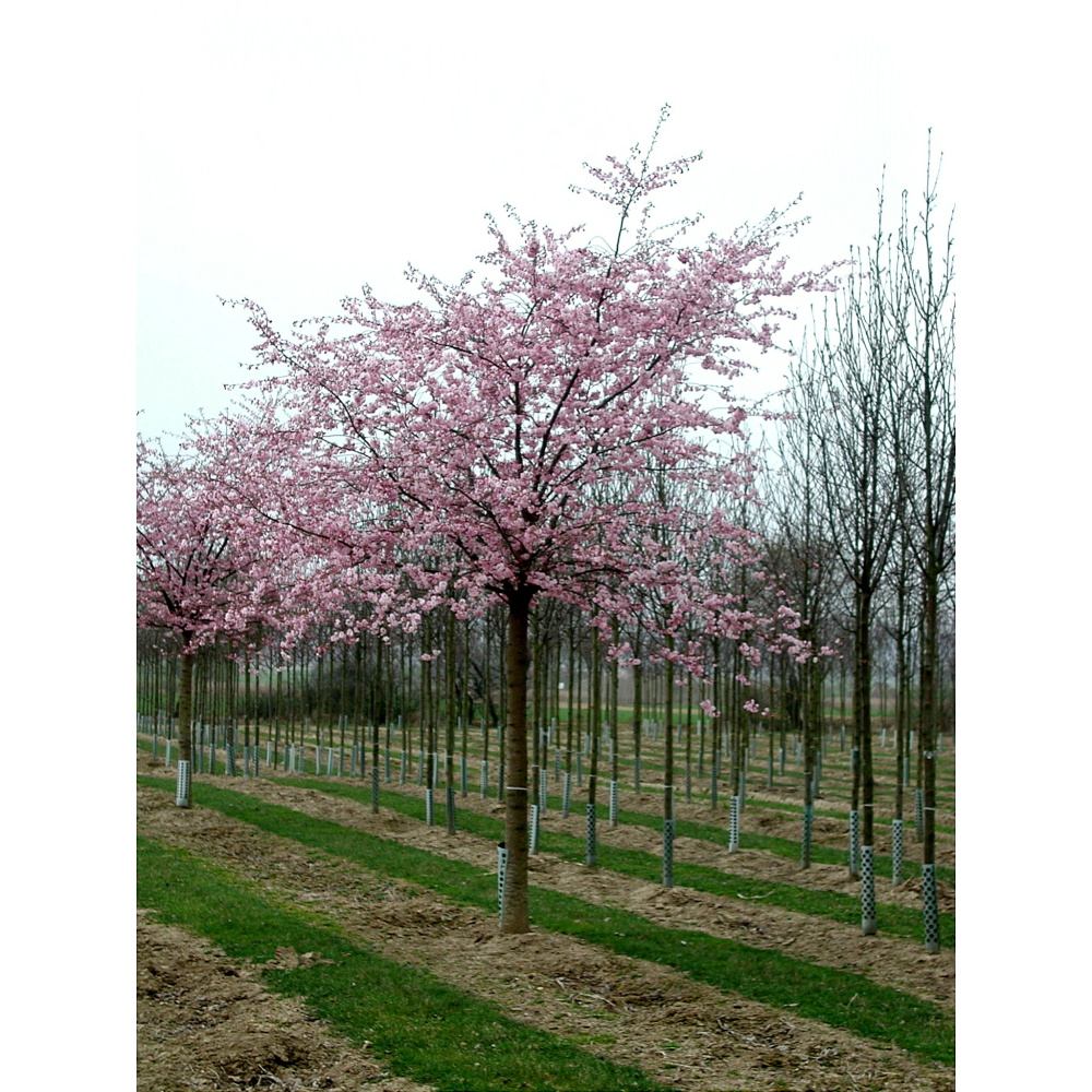 Soliterní stromy - Višeň chloupkatá Accolade výška kmene 240cm, zemní bal