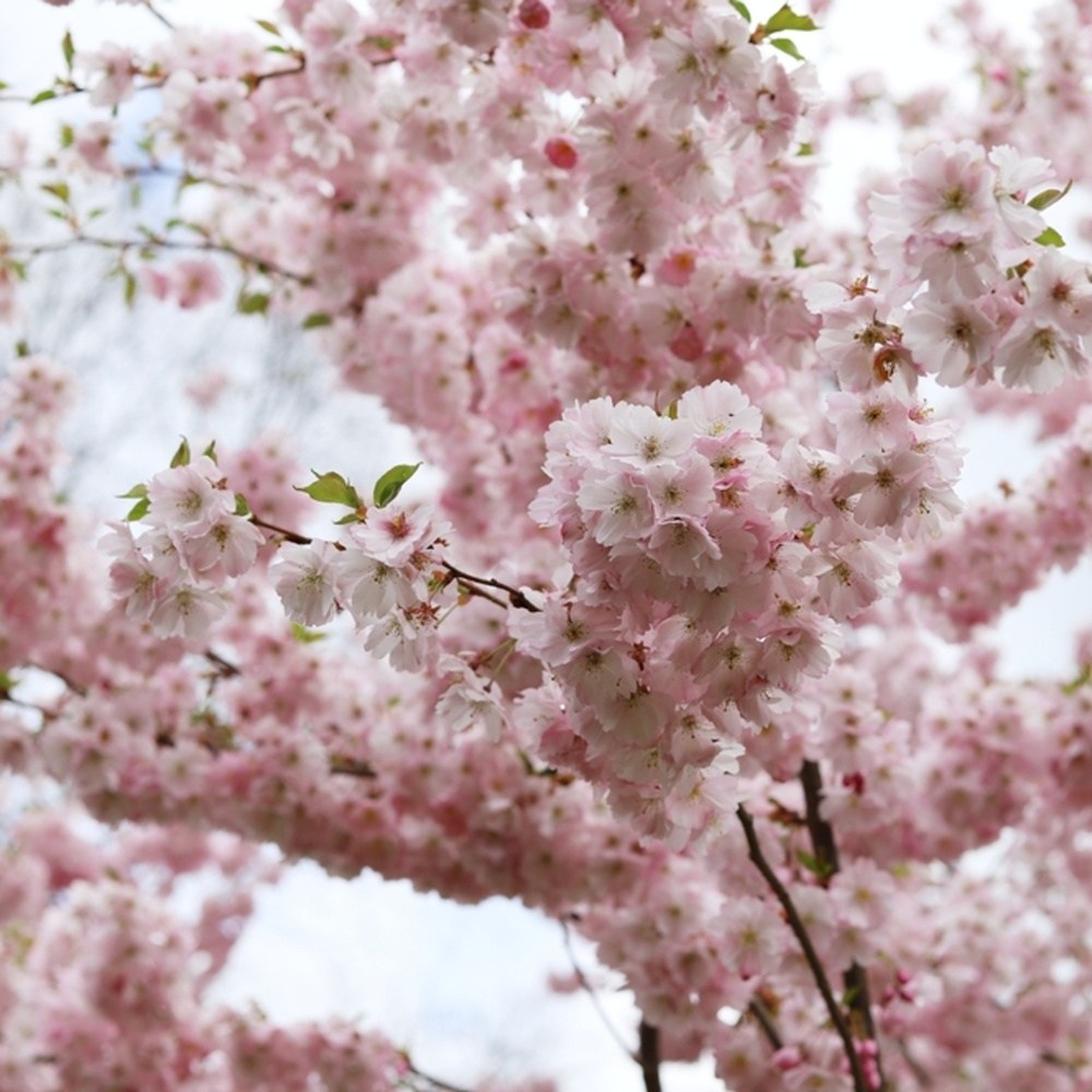 Višeň chloupkatá Accolade výška kmene 240cm, zemní bal-0