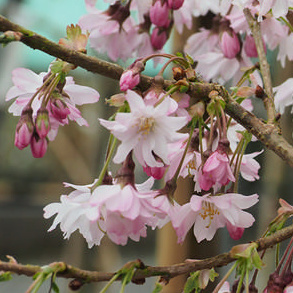 Listnaté stromky a stromy - Višeň chloupkatá 'Autumnalis' květináč 12 litrů, kmínek 80cm, stromek