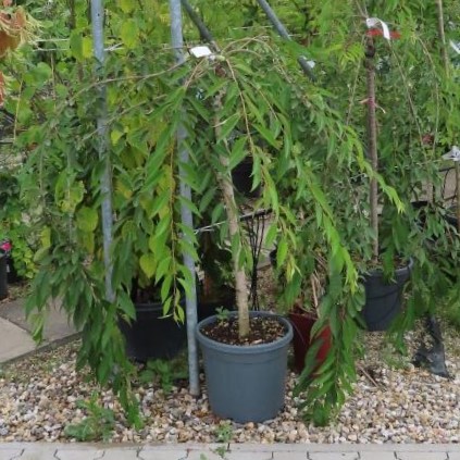 Višeň chloupkatá 'Autumnalis' květináč 12 litrů, kmínek 80cm, stromek-0