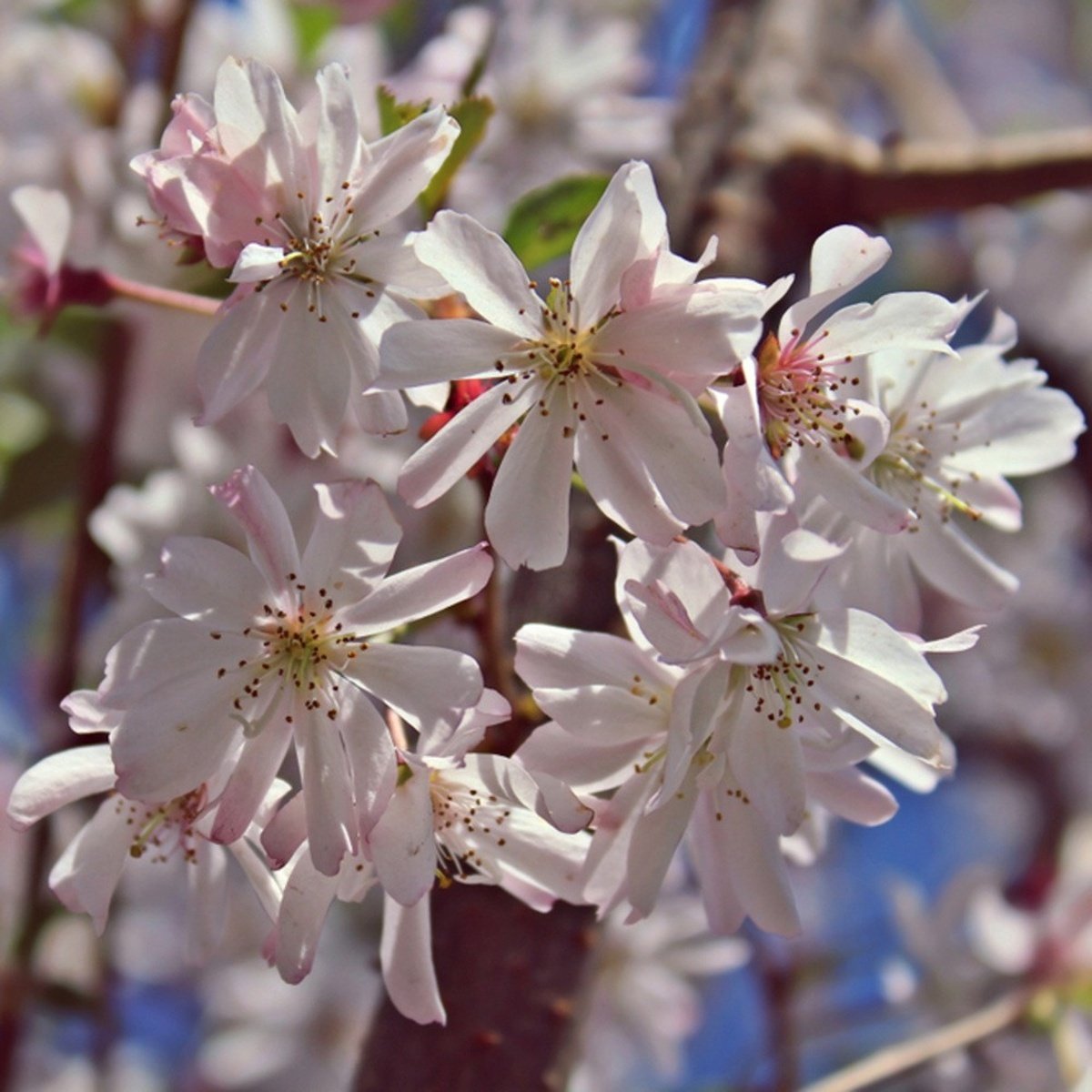 Listnaté stromky a stromy - Višeň chloupkatá Autumnalis Rosea obvod kmene 10/12cm, květináč 30 litrů