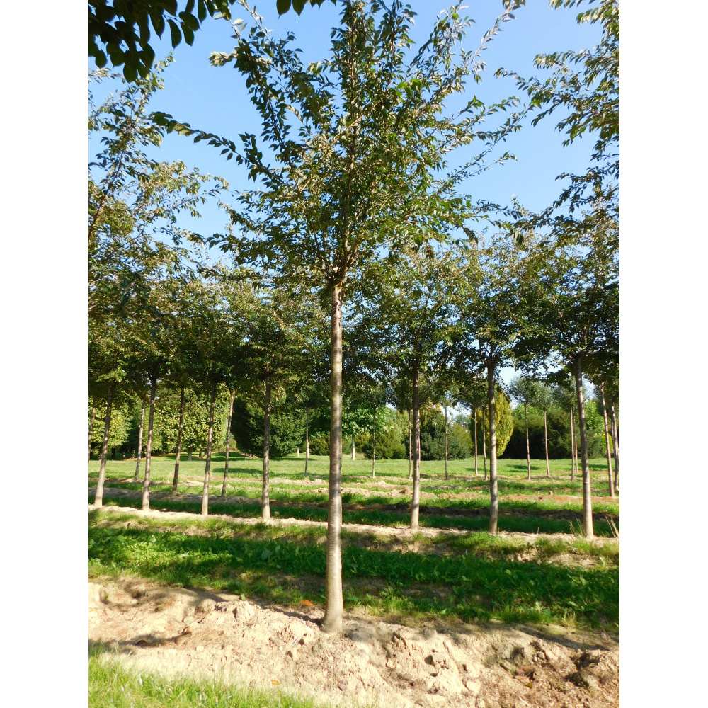 Soliterní stromy - Višeň chloupkatá Autumnalis Rosea výška kmene 240cm, zemní bal