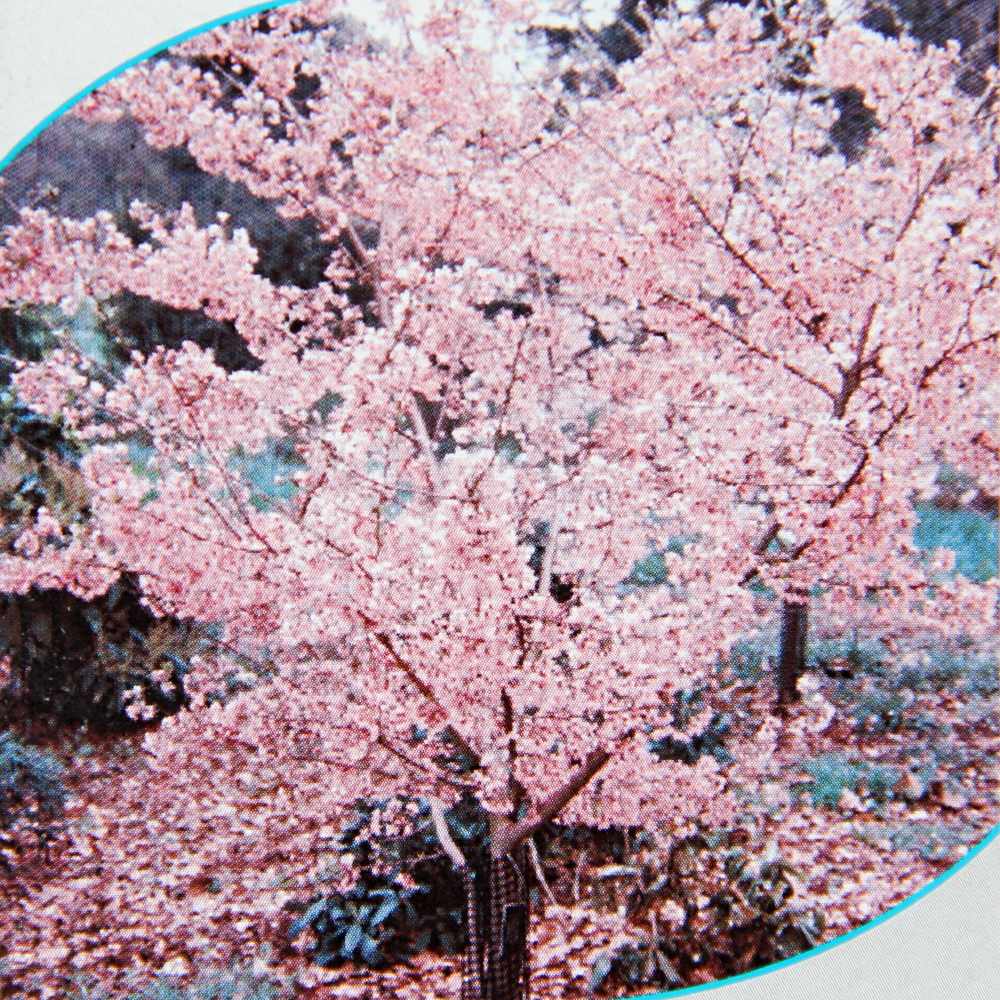 Listnaté stromky a stromy - Višeň chloupkatá Fukubana obvod kmene 10/12cm, květináč 30 litrů