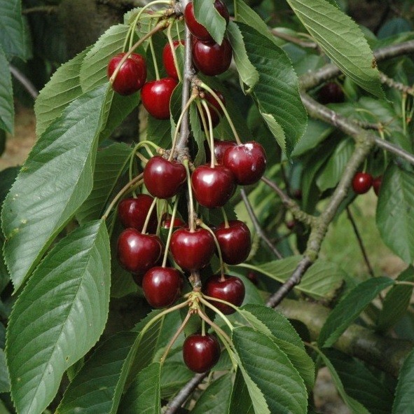 Balkonové ovocné stromky - Višeň 'Doubele Meikers' květináč 5 litrů, balkonová, zákrsek, SAMOSPRAŠNÁ