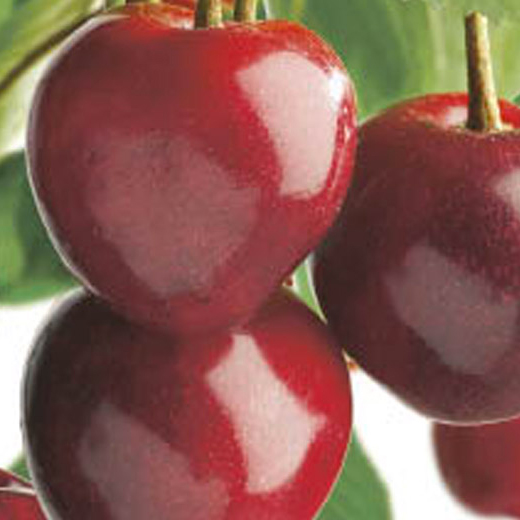 Višeň 'Doubele Meikers' květináč 6 litrů, výška 150/175cm, stromek, SAMOSPRAŠNÁ-0